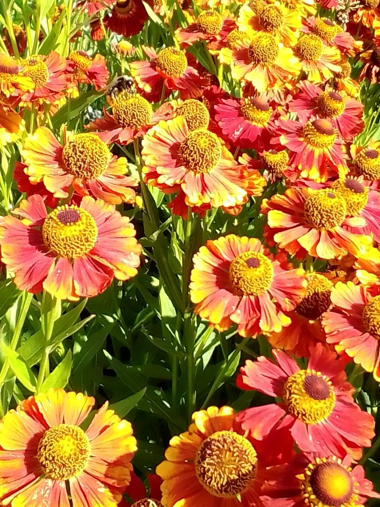 Фотография автора Irina Mihailovskaya