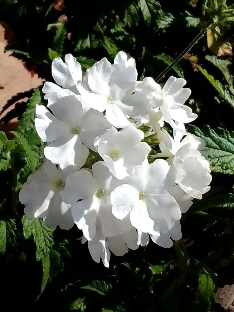 Фотография автора Irina Mihailovskaya