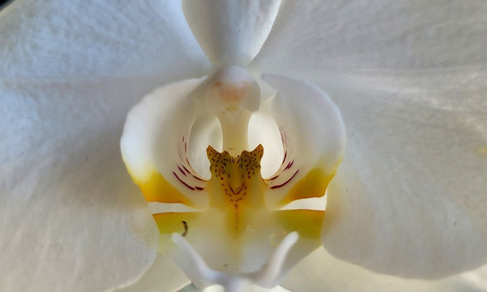 Фотография автора Метушова Анна