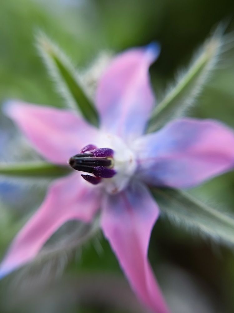 Фотография автора Анастасия Горбачева