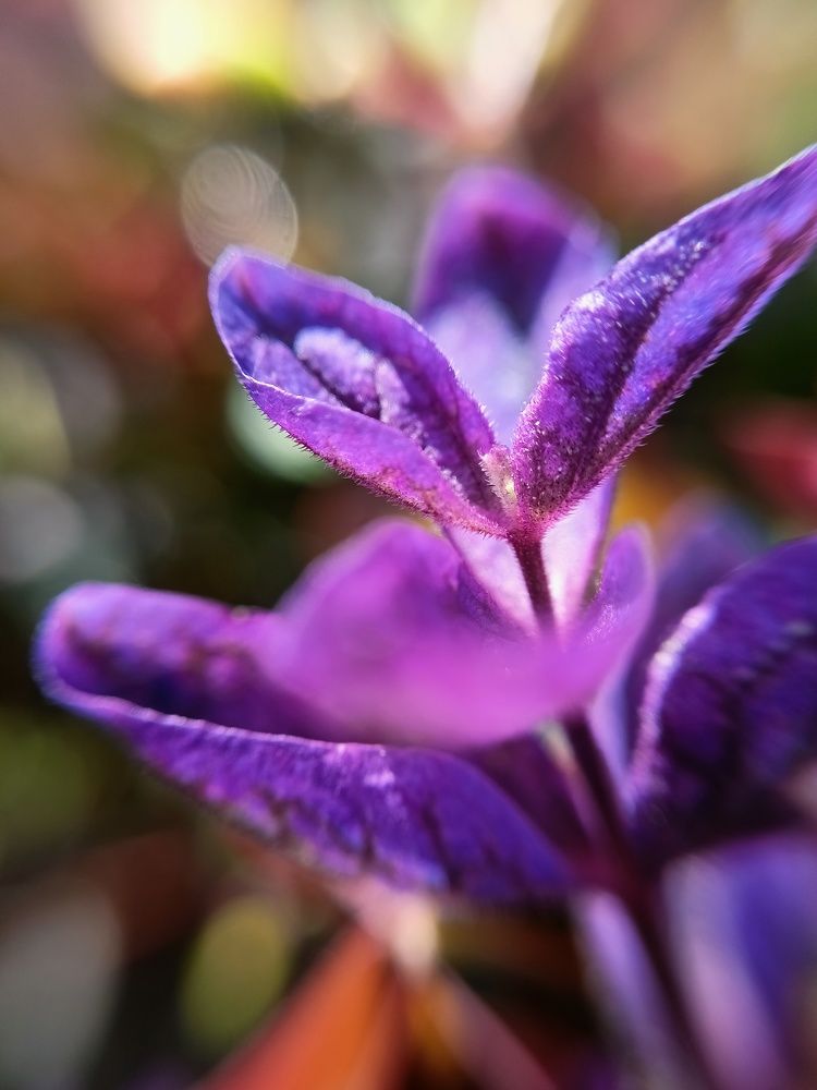 Сальвия фантастического окраса