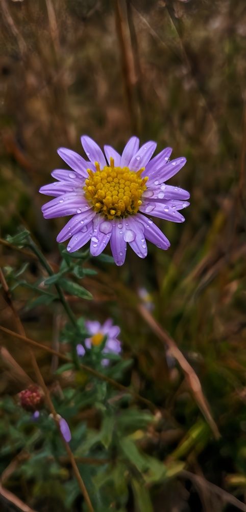 زیبایی طبیعت پس از باران  The beauty of nature after the rain