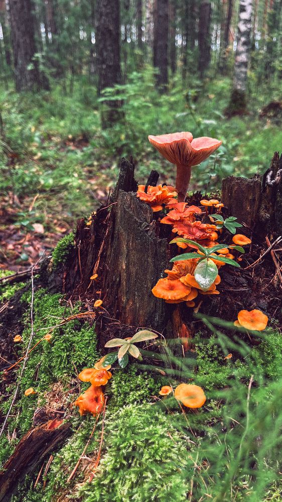 Фотография автора Евгения Бородина