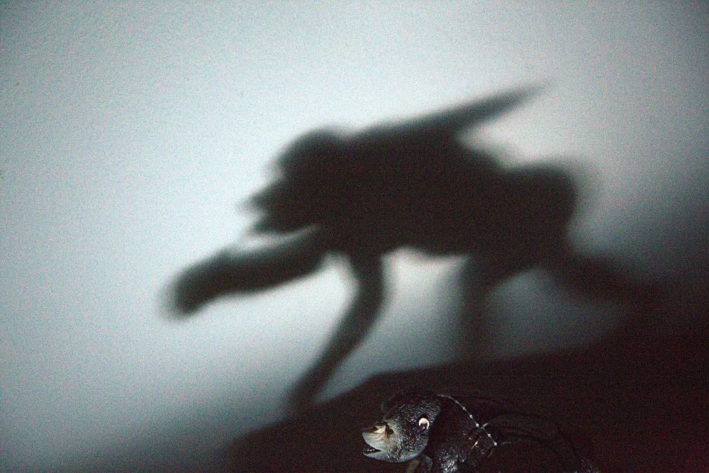 Фотография автора Сергей Рапопорт