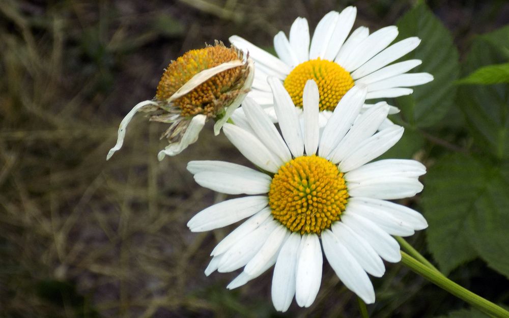 Photograph by Серега Вартман