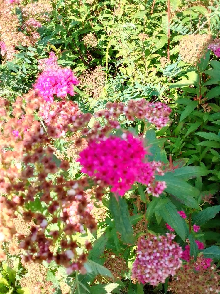 Фотография автора Irina Mihailovskaya