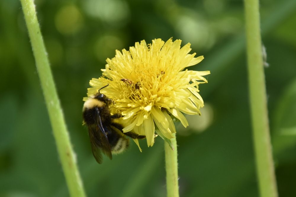 Фотография автора Ю. Лия