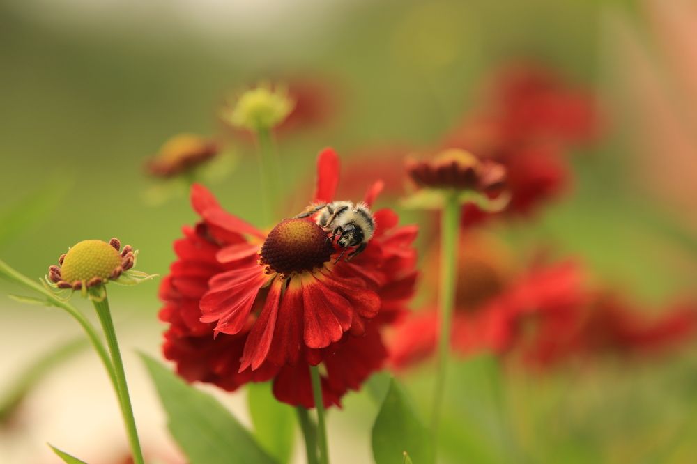 Летнее утро