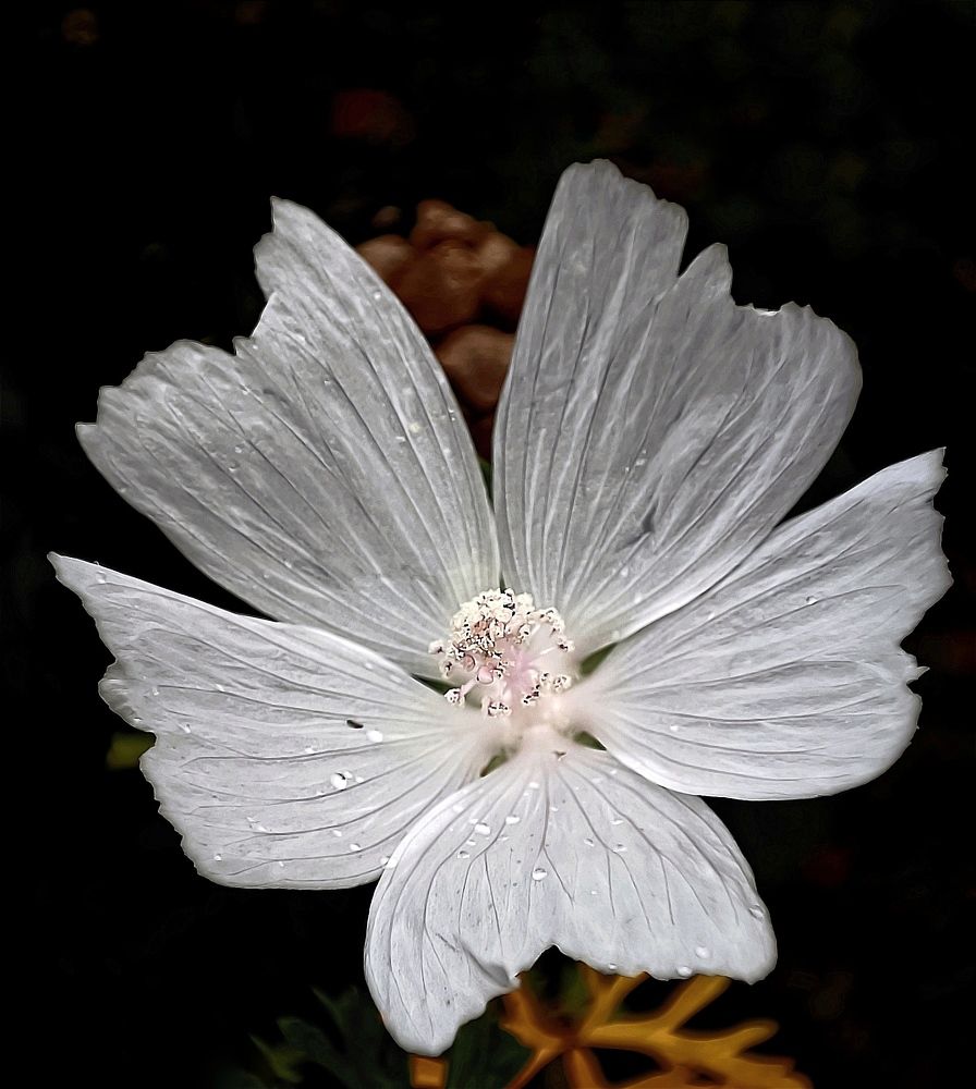 Photograph by Виктория Завадская