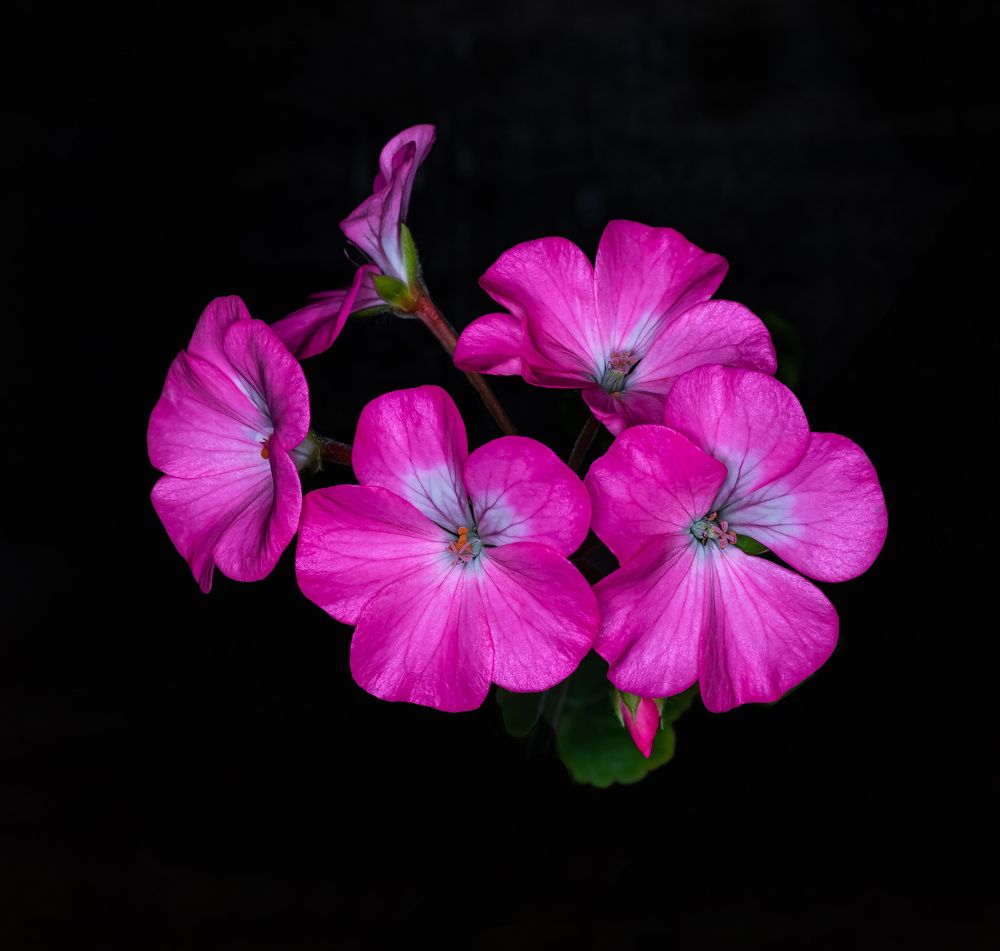 Фотография автора Алексей Бирин