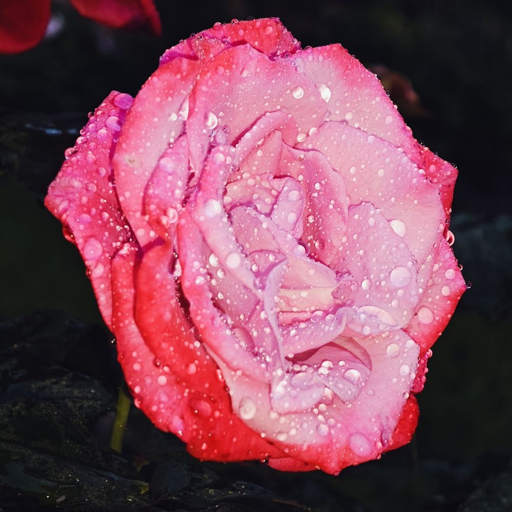 Photograph by Александр