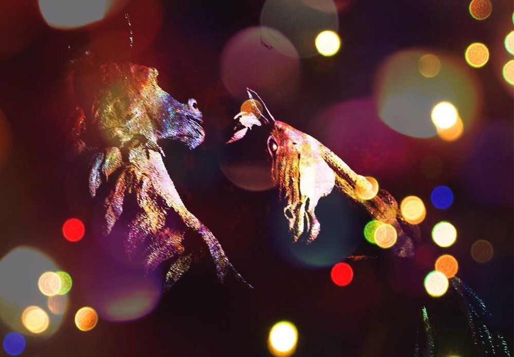 Photograph by Ника