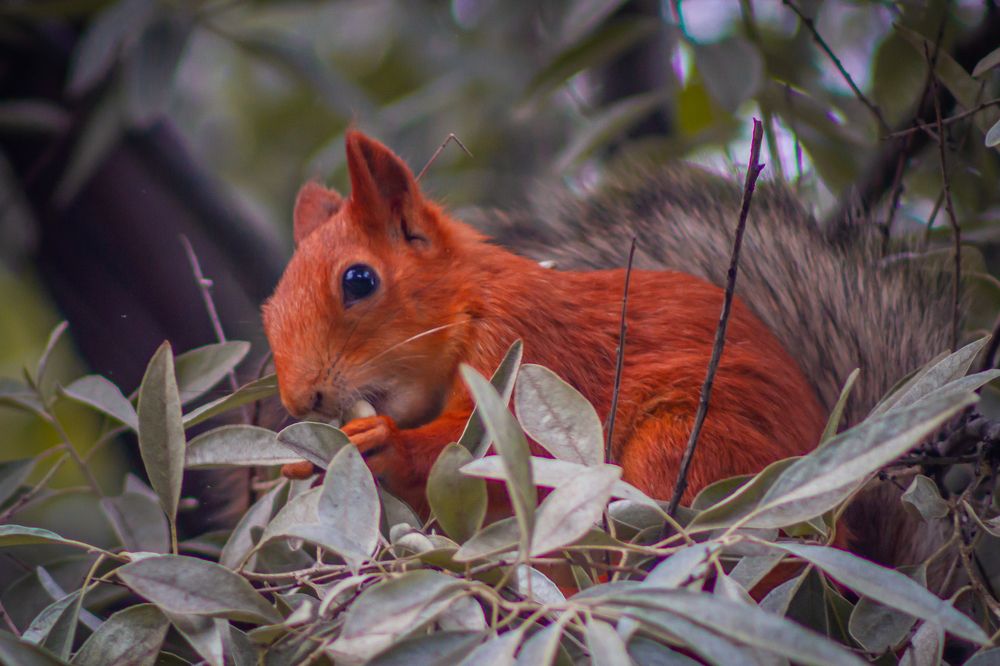 Фотография автора Иван Карпов