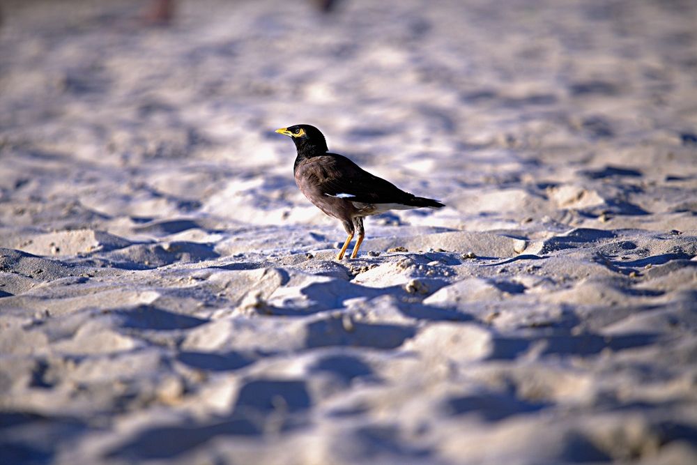 Фотография автора Сергей Рапопорт