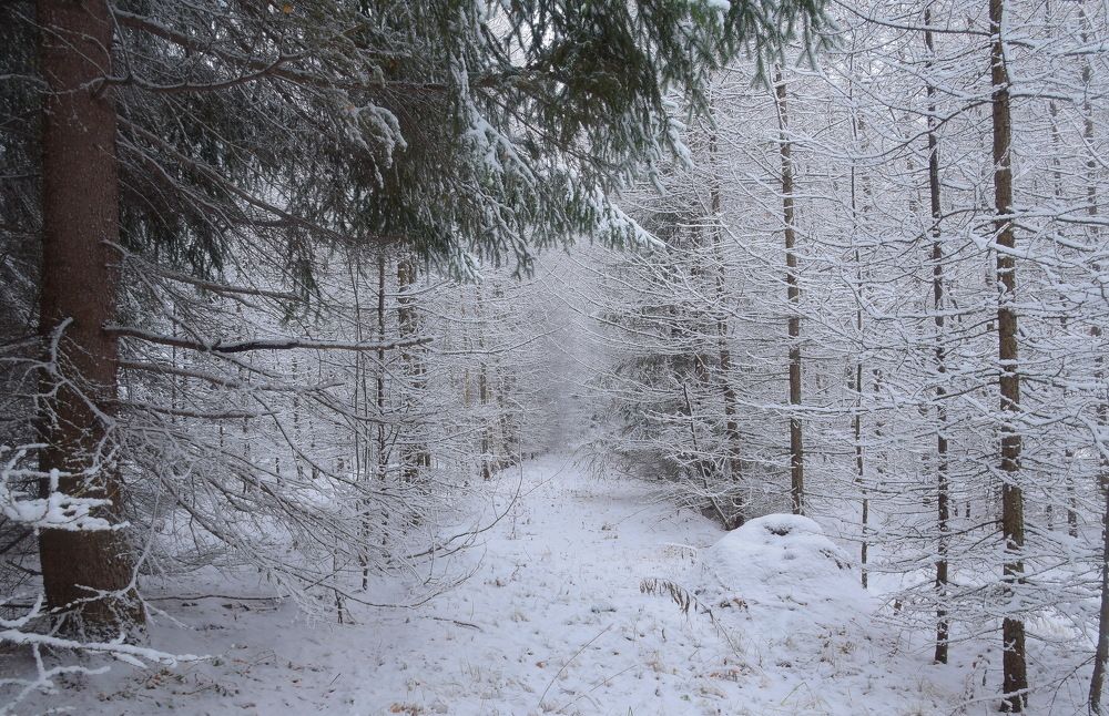 Зимний ельник