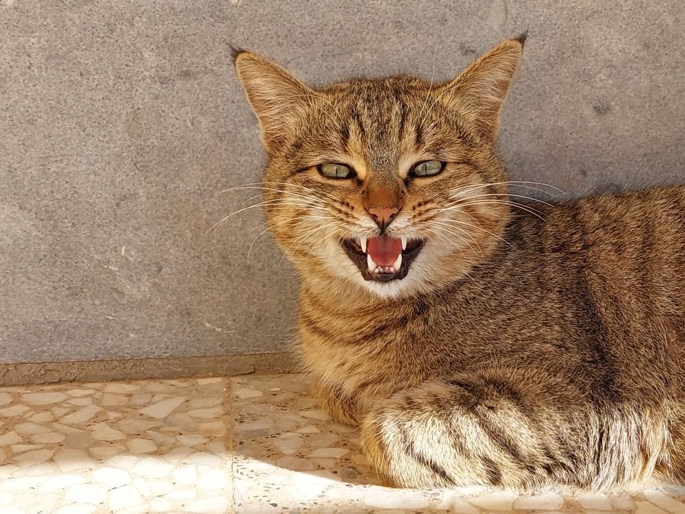 Photograph by reyhaneh zeidabadi nezhad