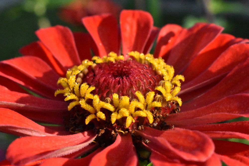 Утренний цветок