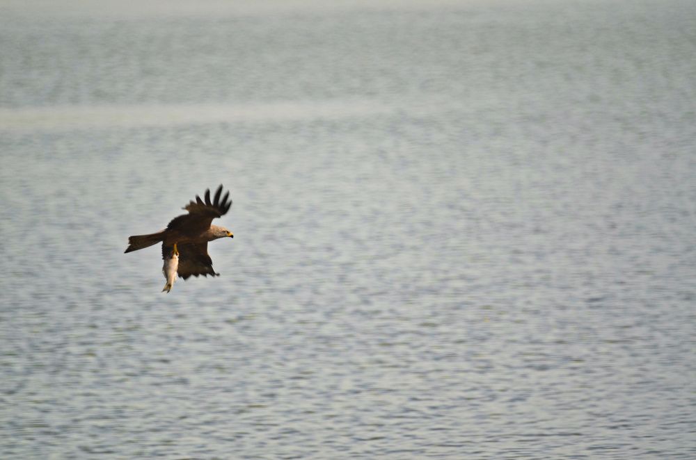 Фотография автора Вадим Писарев