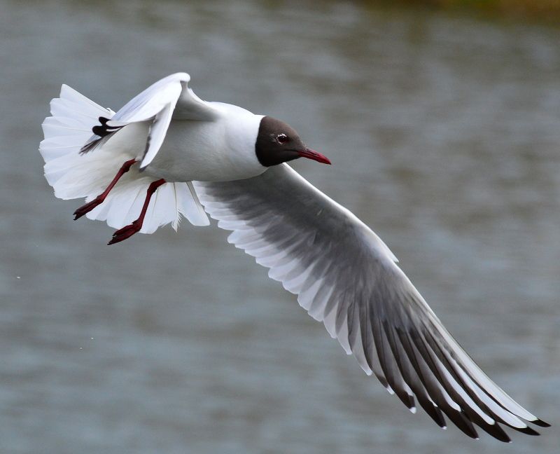 Алексей, Belarus
