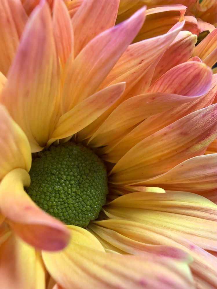 Фотография автора Ксения Золотарь