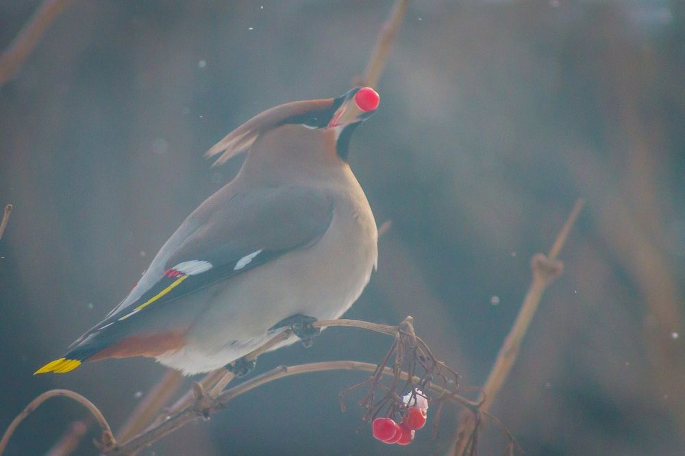 Фотография автора Иван Карпов