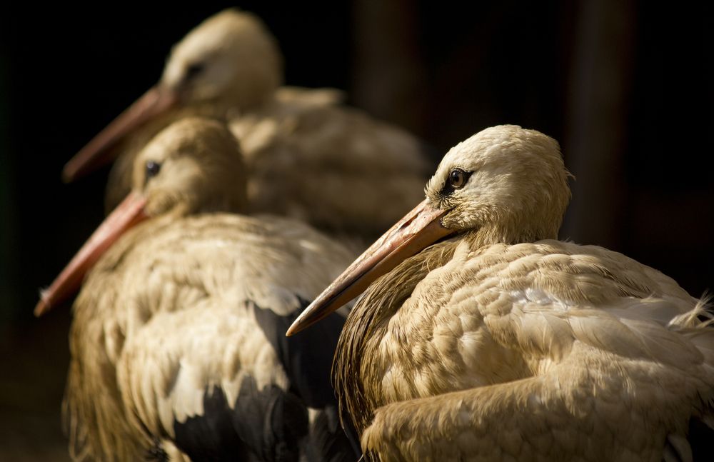 Photograph by Ivan Suslov