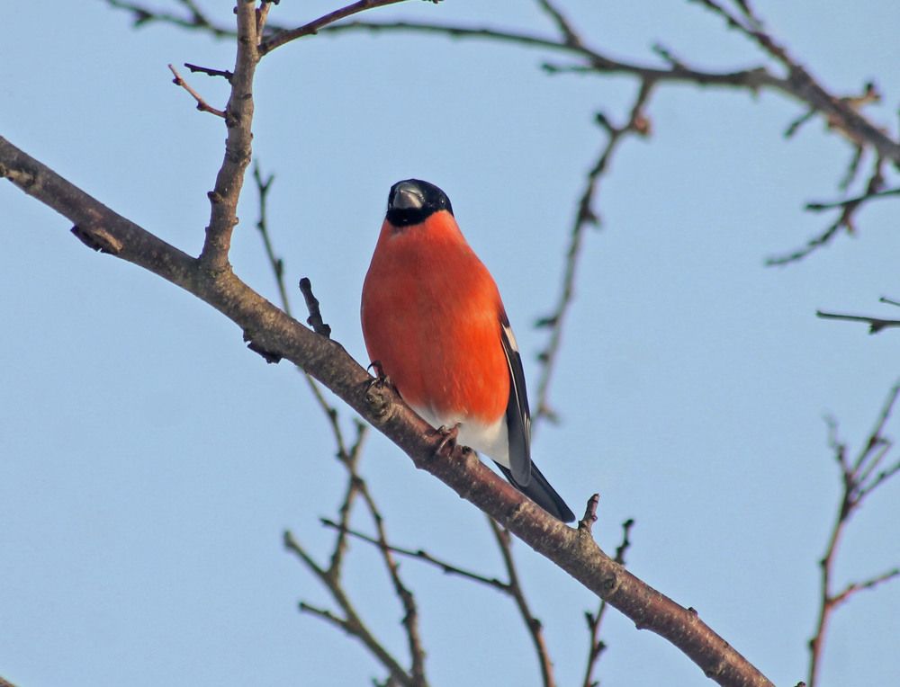 Фотография автора Алла Бойко
