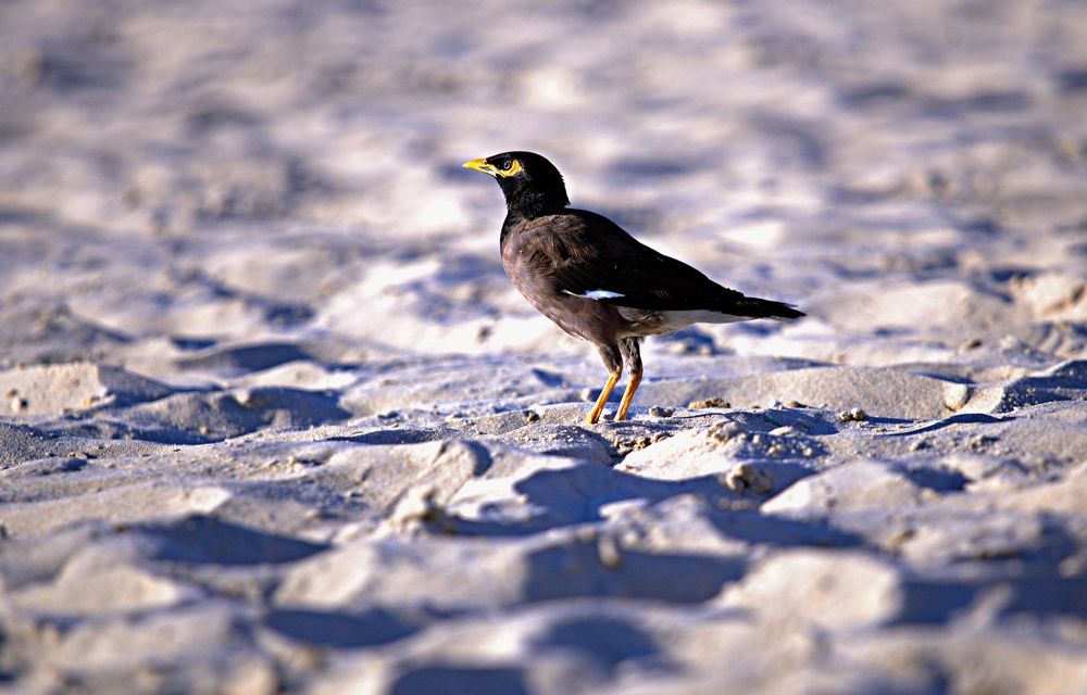 Фотография автора Сергей Рапопорт