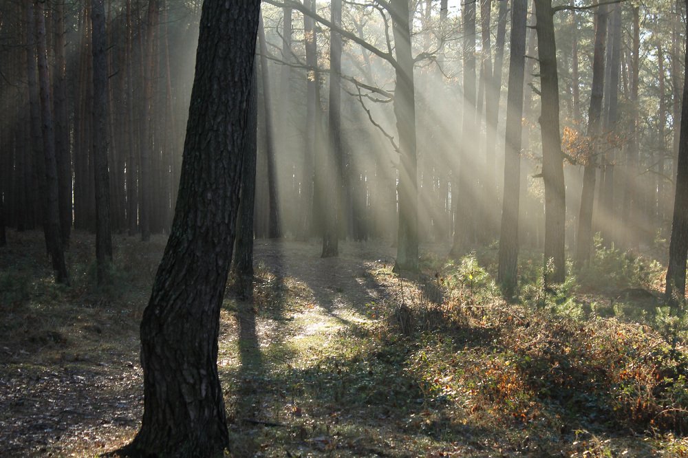 Декабрьским утром