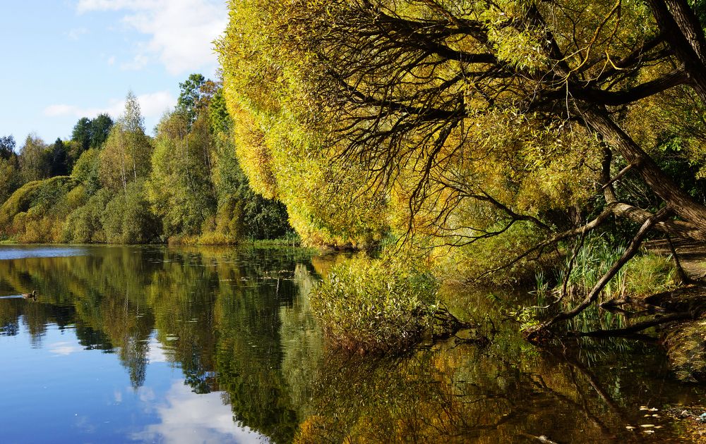 Фотография автора Алла Бойко