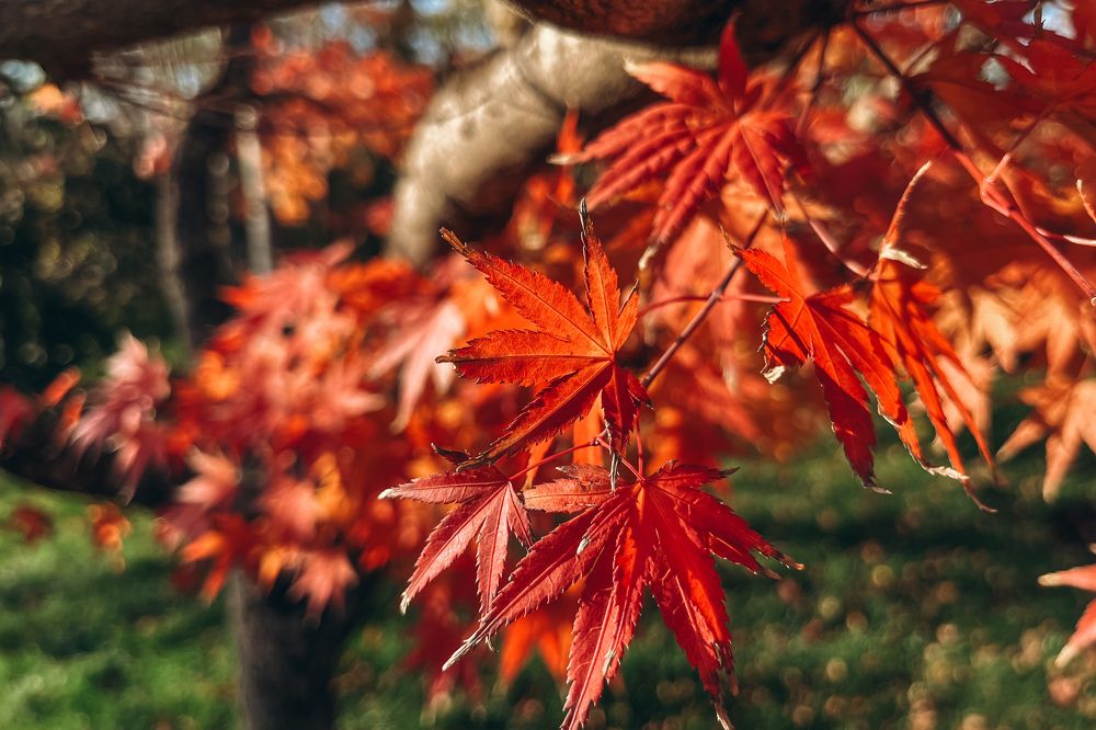 Красный клён