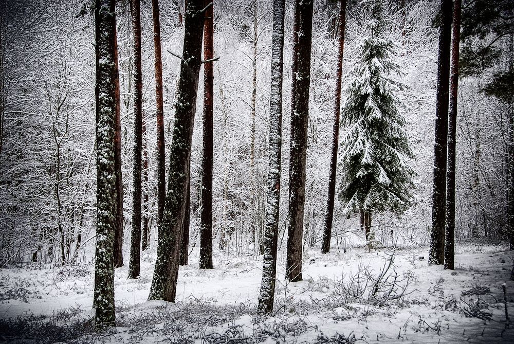 Фотография автора Aleksej Musatov