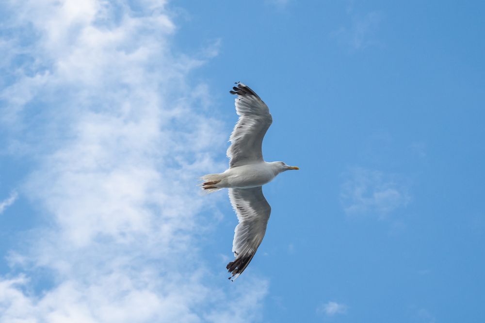 Фотография автора Илья Горшенков