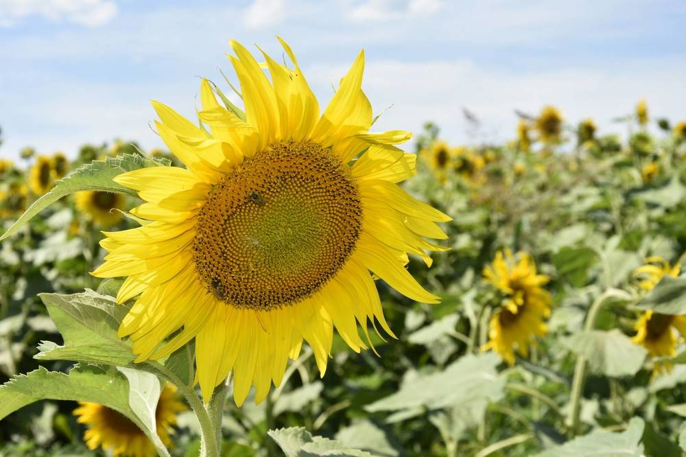 Фотография автора Юлия Ю.