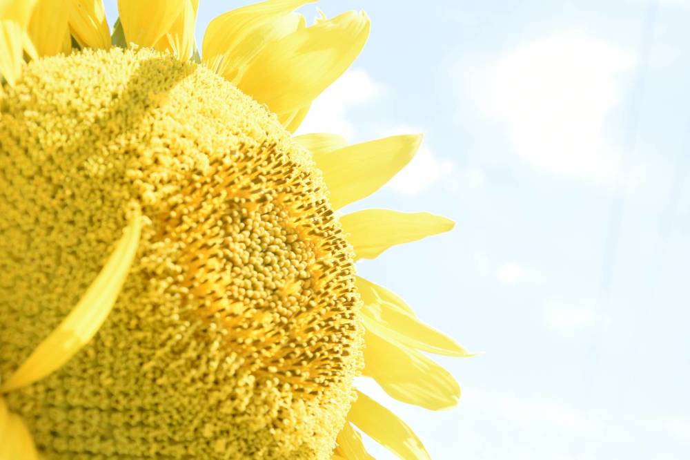 Фотография автора Юлия Ю.