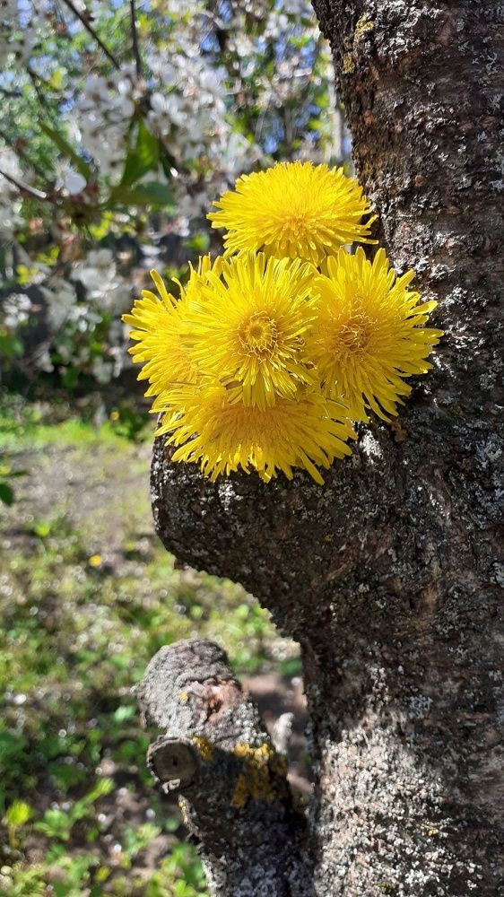 Фотография автора Елена Лещева