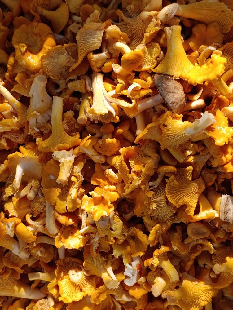 Фотография автора Светлана Таркан