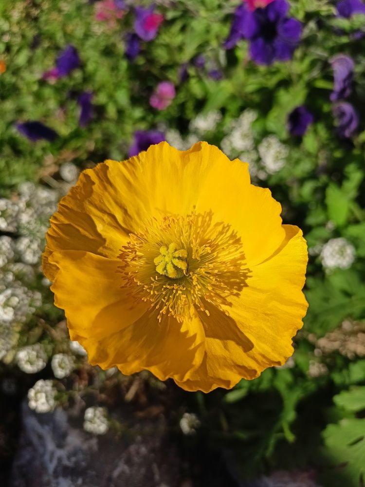 Фотография автора Анастасия Горбачева