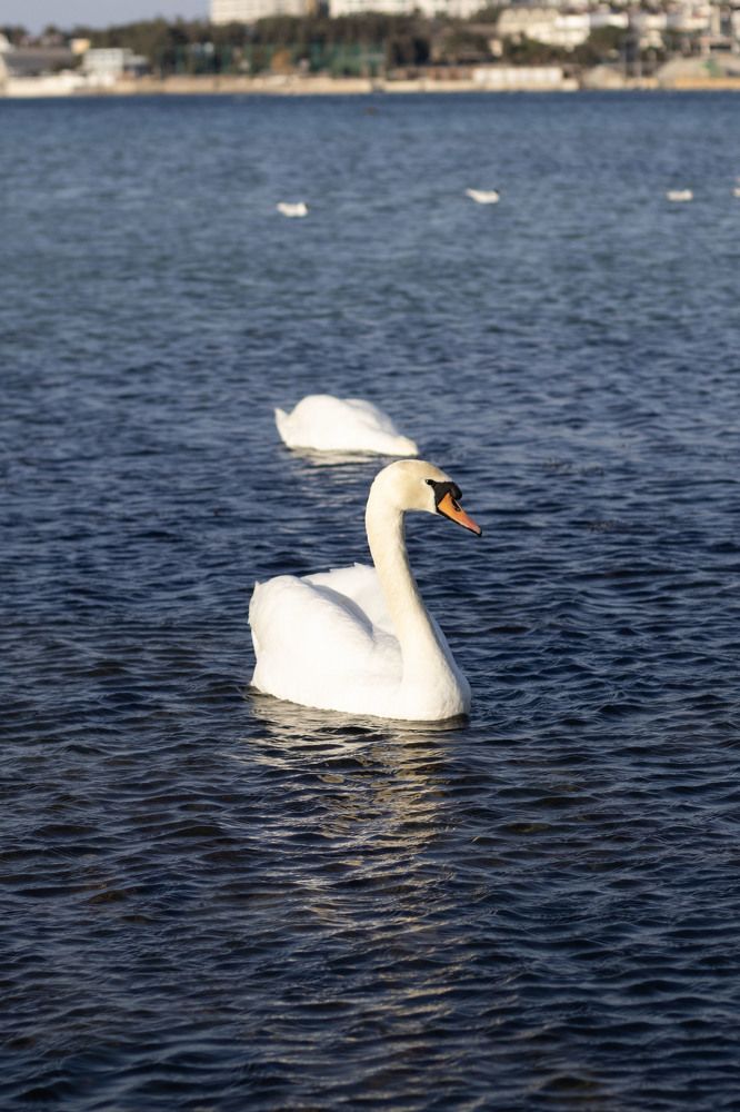 Фотография автора Ксения Золотарь