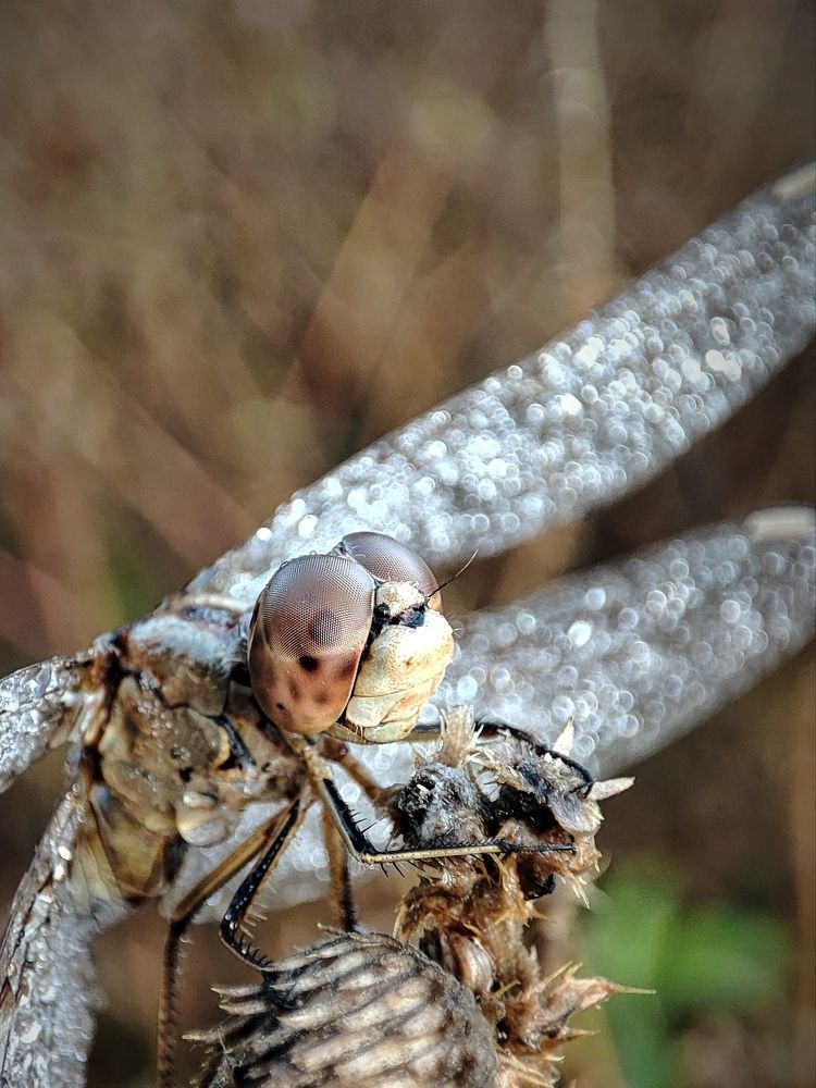 Photograph by Татьяна Долгушева