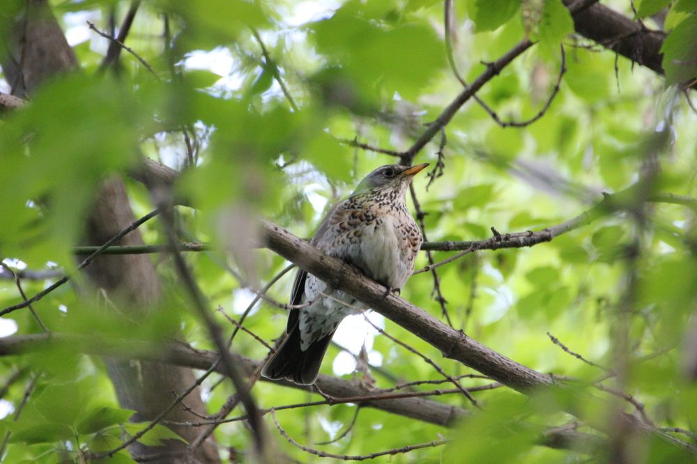 Фотография автора Алексей Бирин