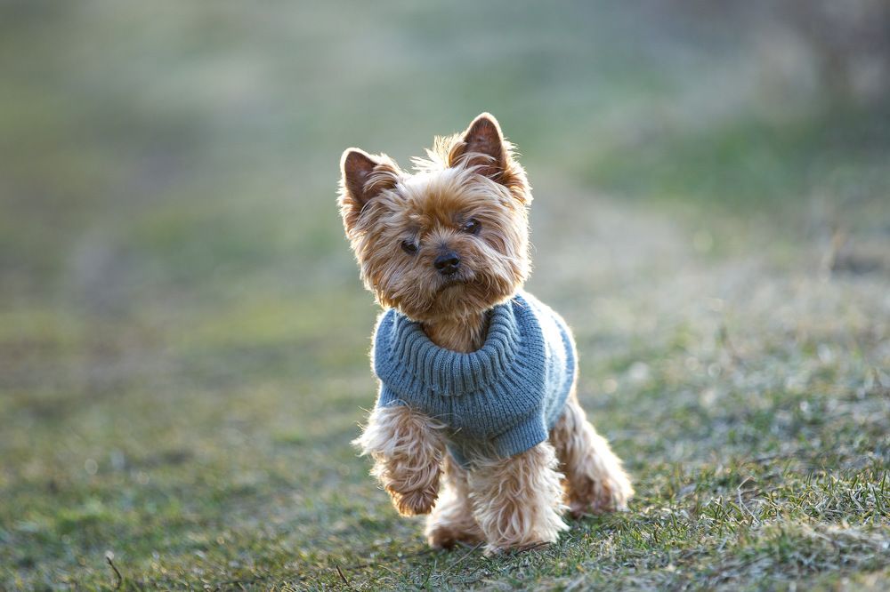 Фотография автора Елена Ломова