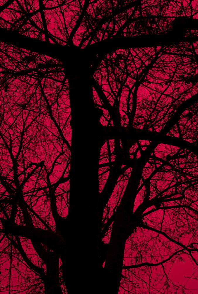 Photograph by Дарья Дмитриевна