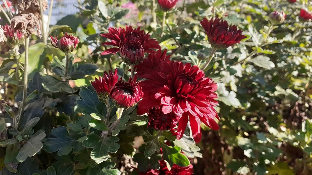 Фотография автора Елена Лещева