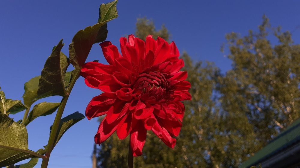 Фотография автора Елена Лещева