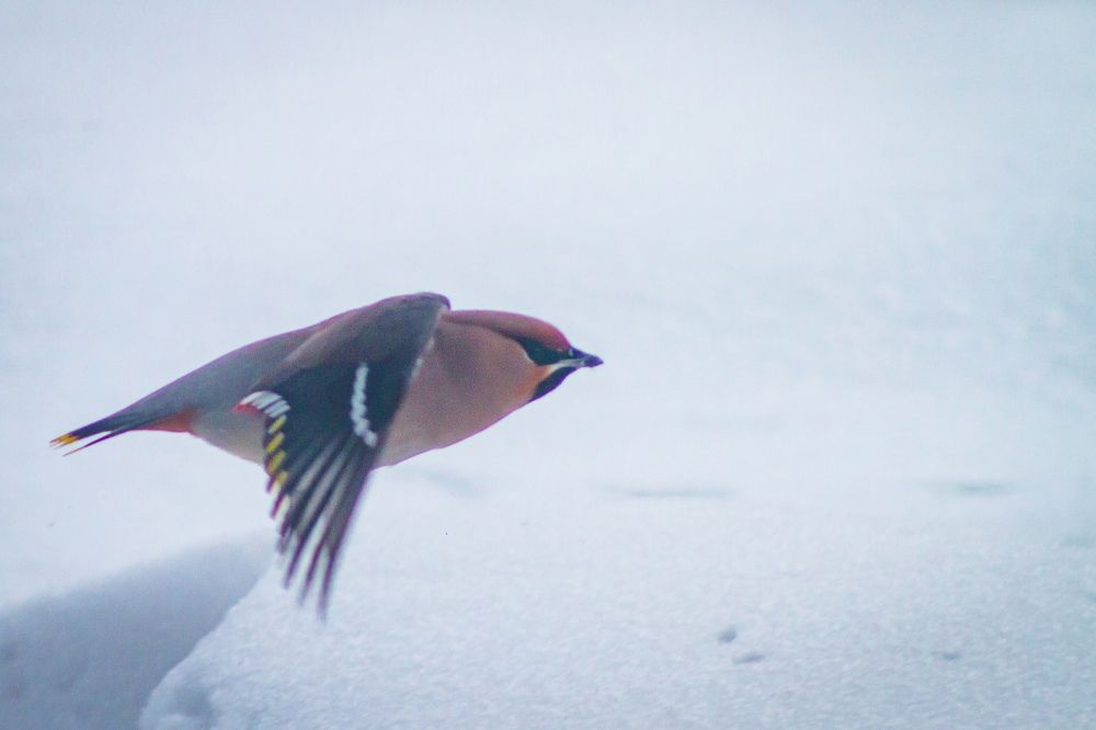 Фотография автора Иван Карпов