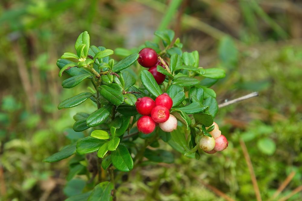 Photograph by Василий Быстрицкий