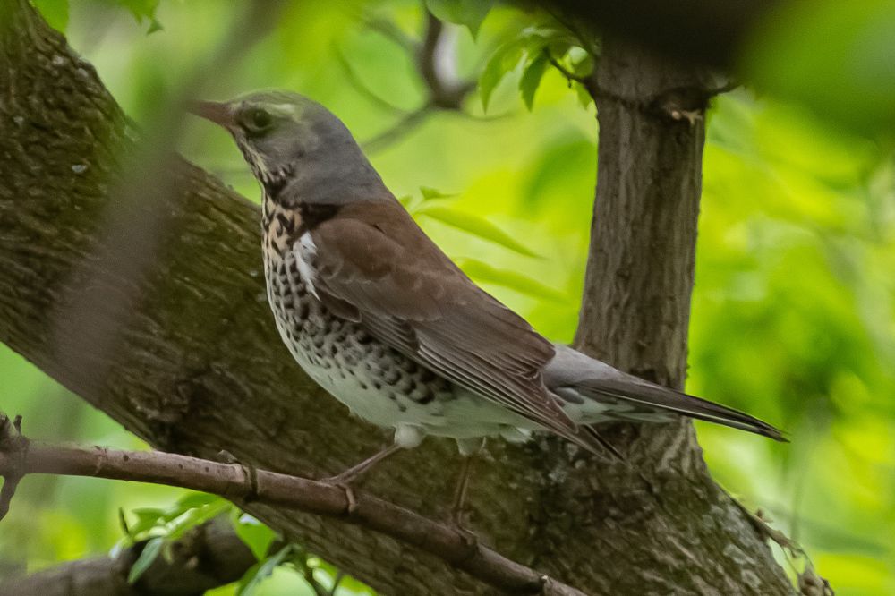 Фотография автора Алексей Бирин