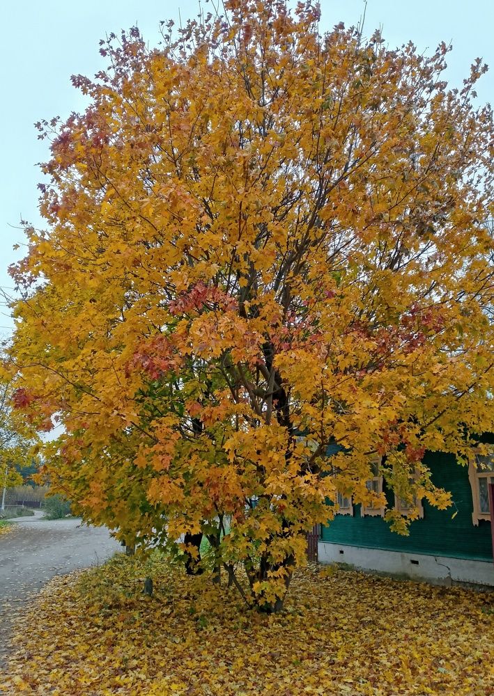 Photograph by Михаил Попов