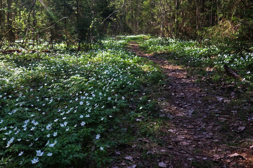 Фотография автора Алла Бойко